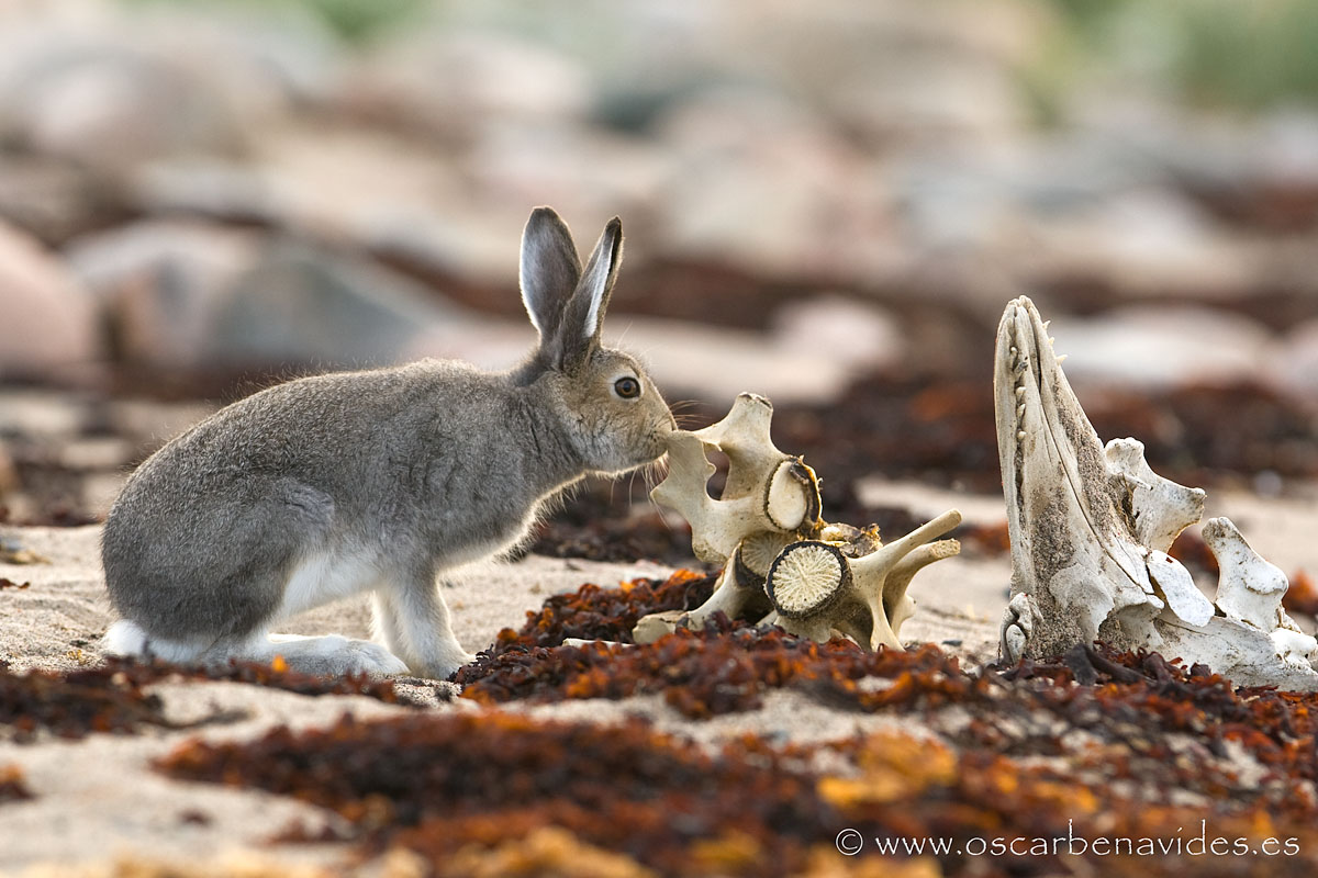 Arctic hare in summer