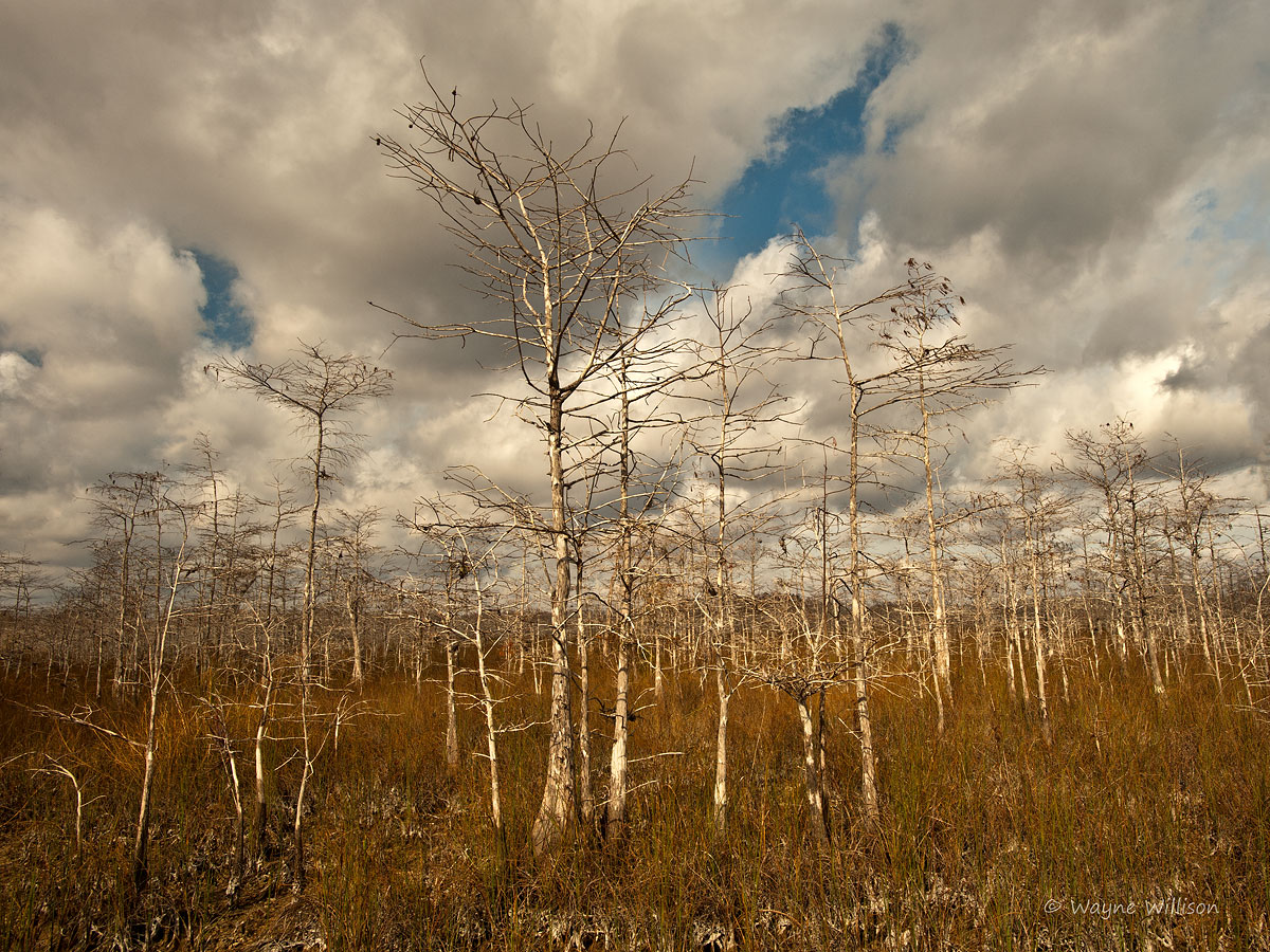 Winter Cypress
