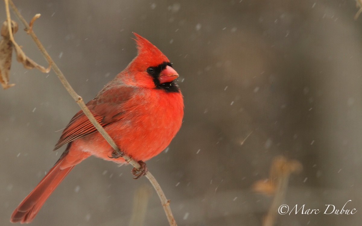 Northern Cardinal