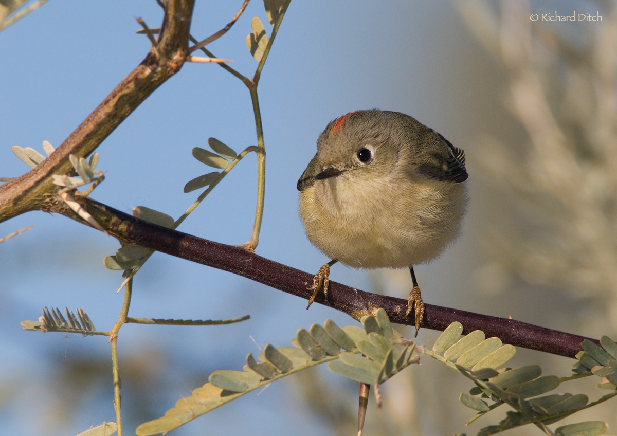 Ruby-crowned Kinglet