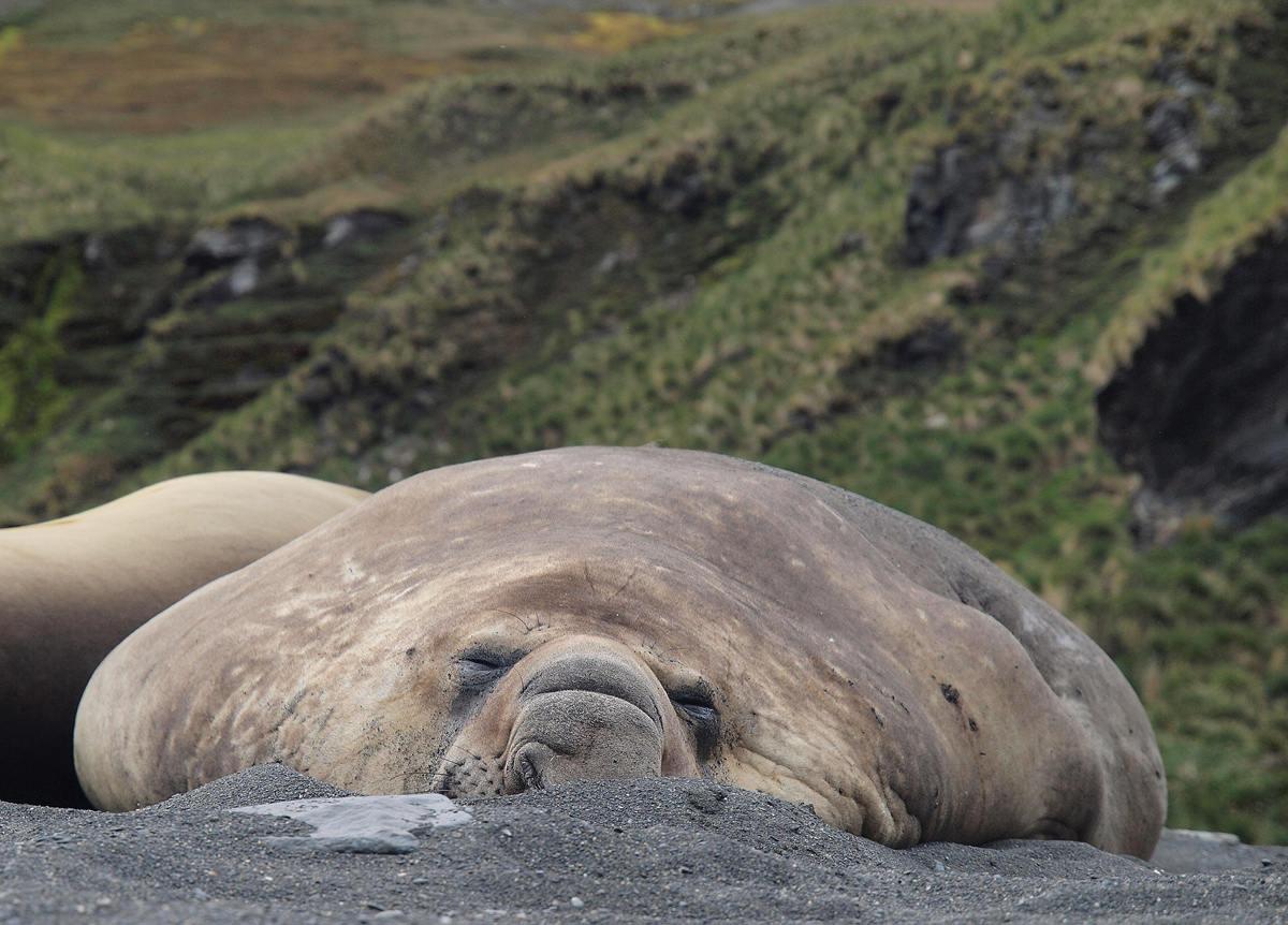 Elephant Seal Bull