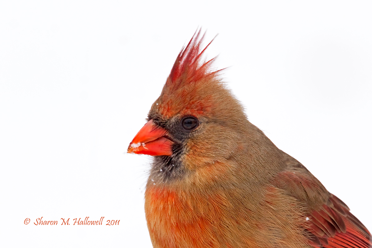 Female Cardinal Portrait