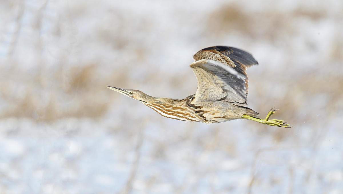 Flying Bittern