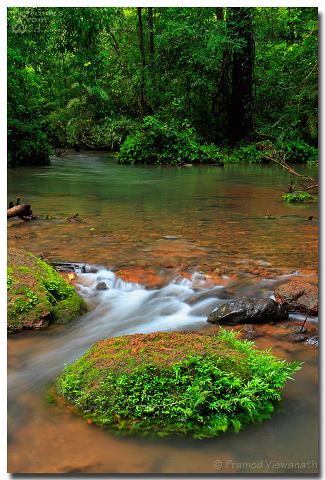 Rain forest stream