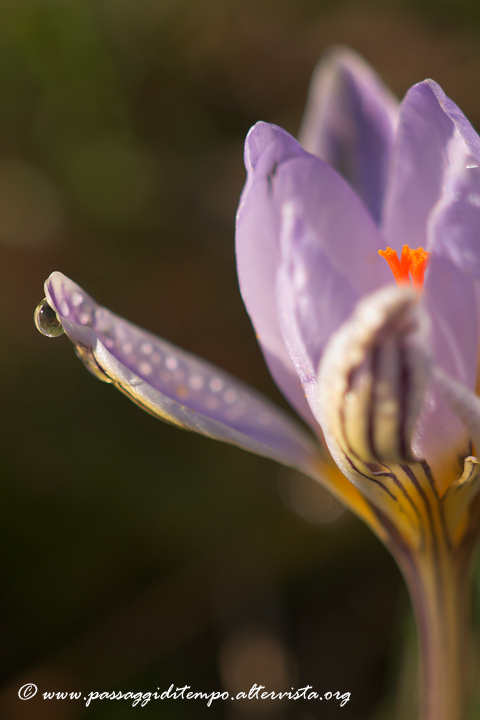 Crocus