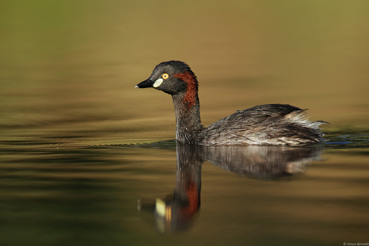 Australasian Grebe