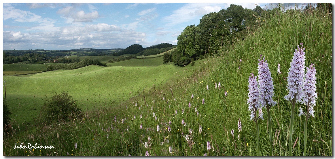 Common Spotted Orchid