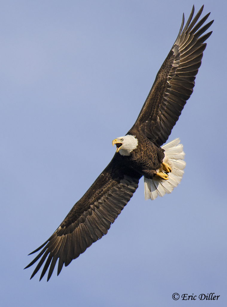 Eagle fly by....