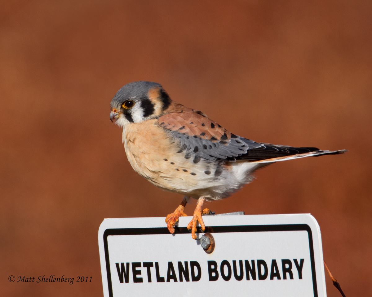 American Kestrel