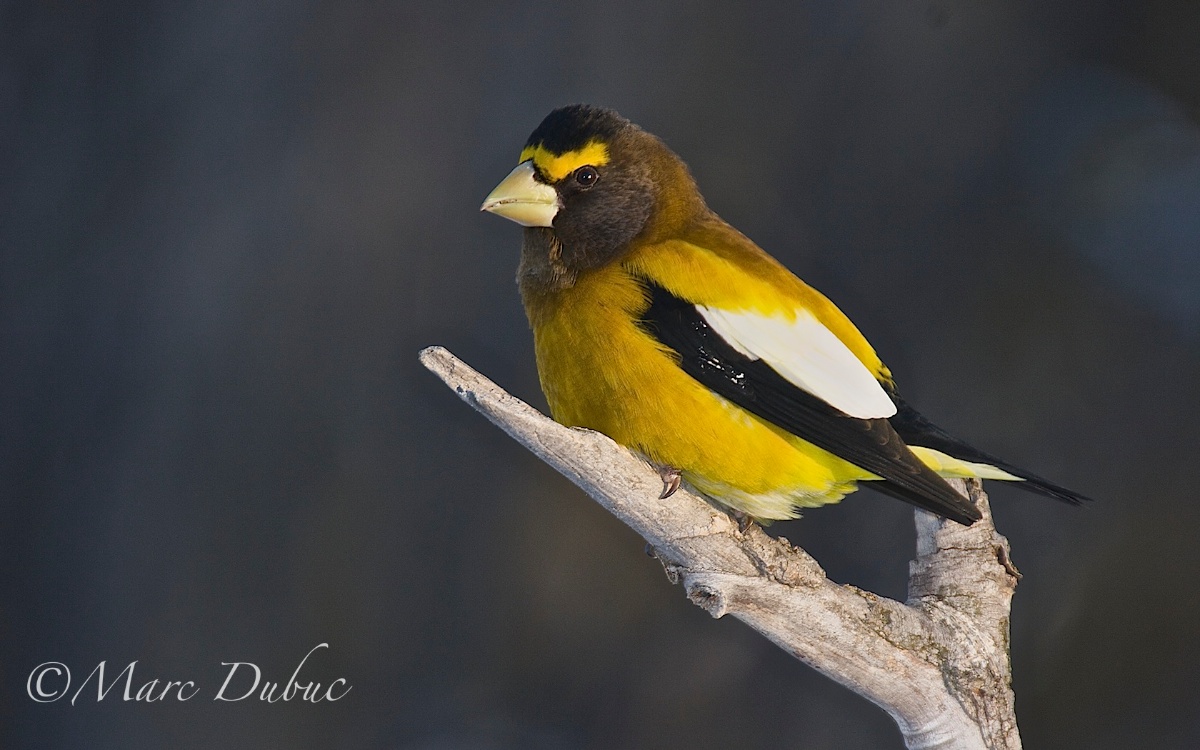Evening Grosbeak