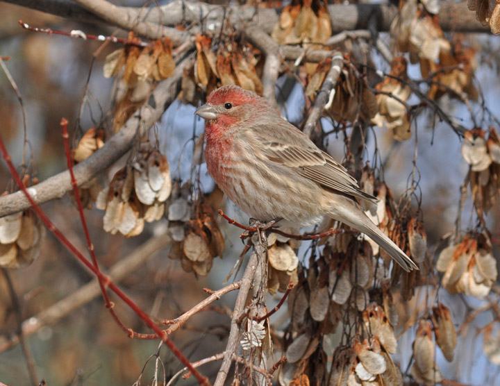 Christmas Bird