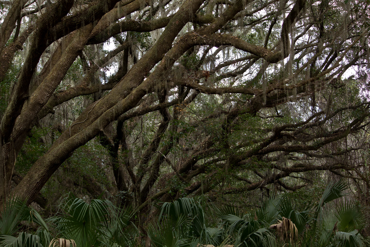 Palmetto and Oak