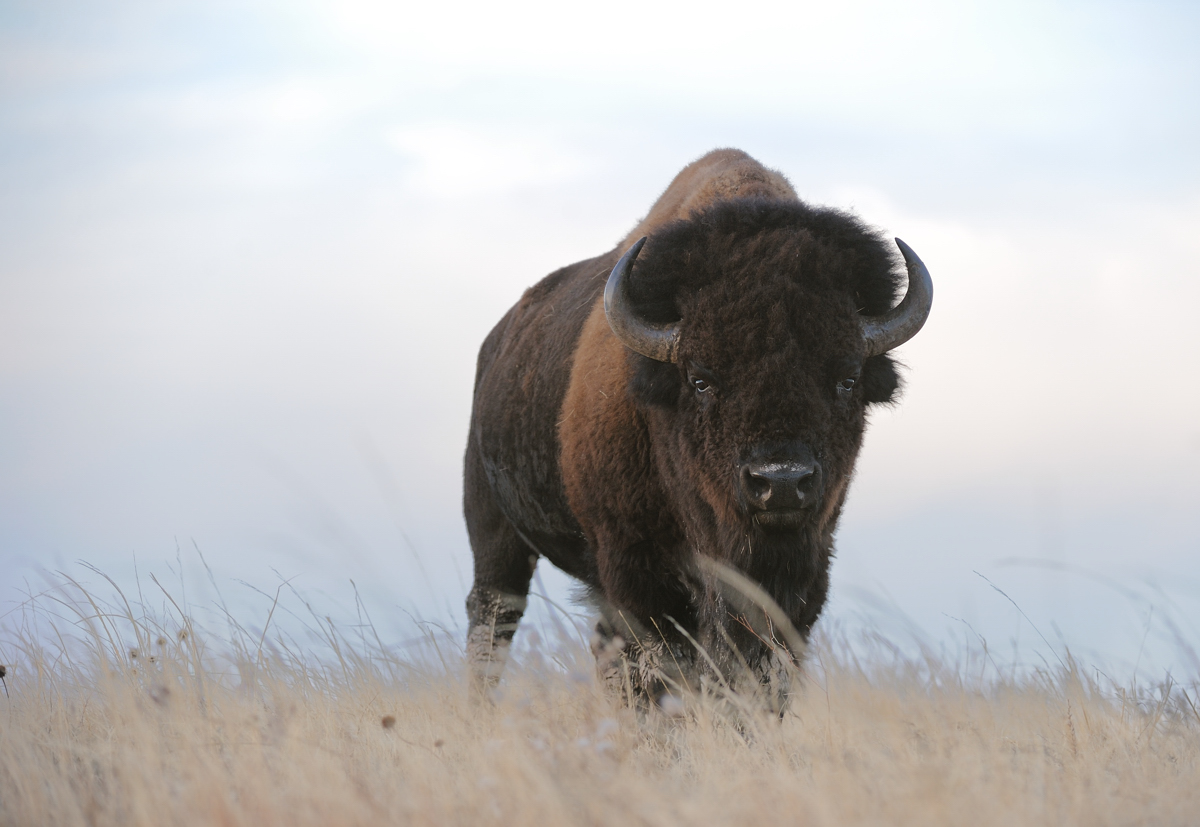 Skyline Bison