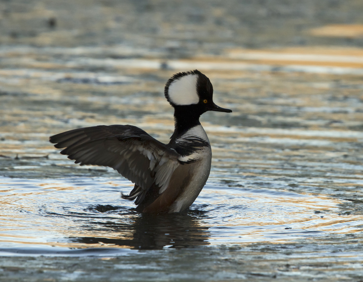 Hooded Merganser