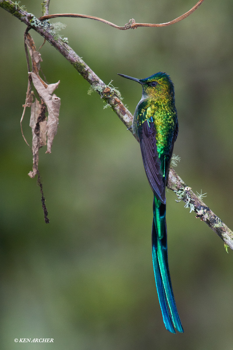 Violet-tailed Sylth