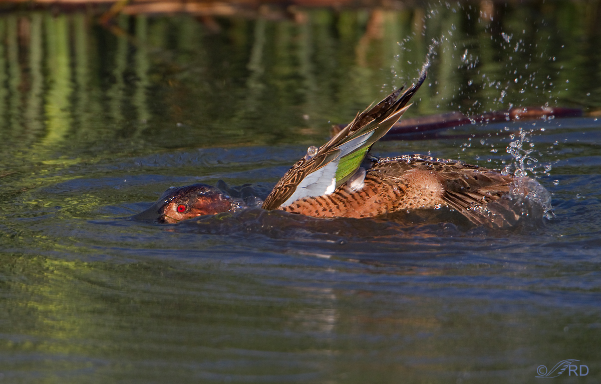 CT/GWT Hybrid Bathing