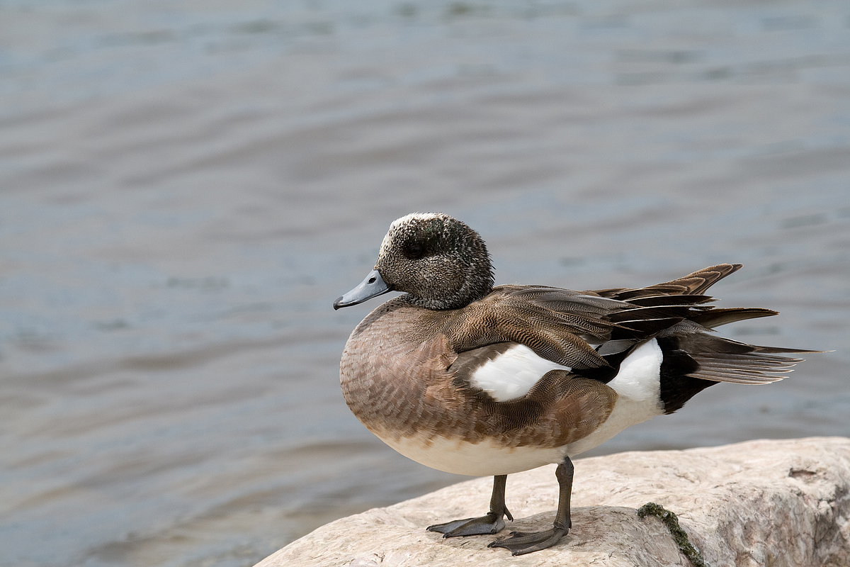 Maturing Canadian Goose