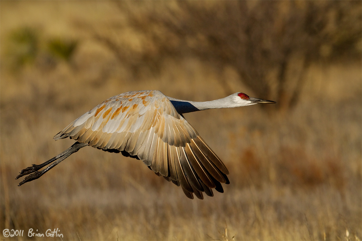 Bosque Sandhill