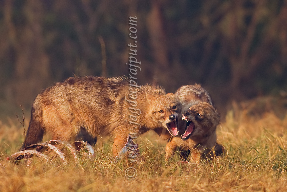 Jackals fighting 