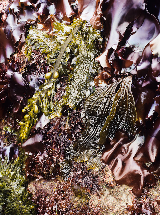 Seaweed Salad