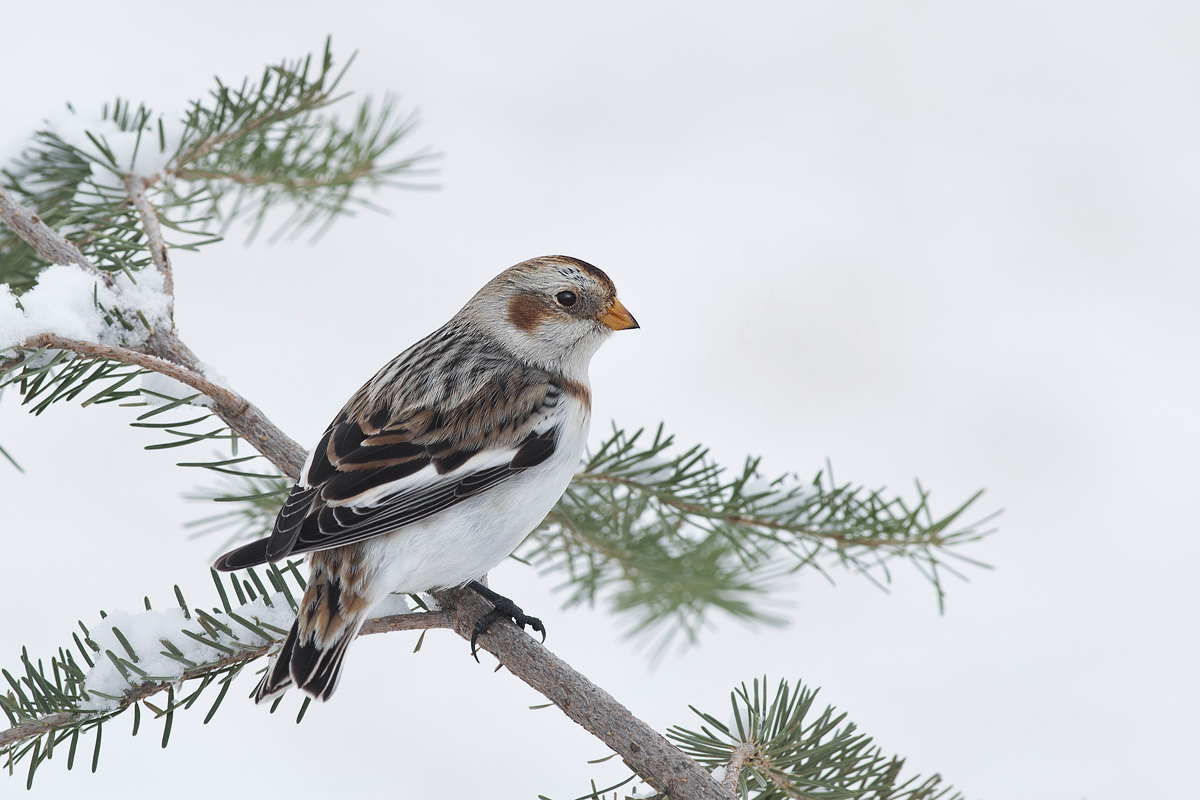 Snow Bunting
