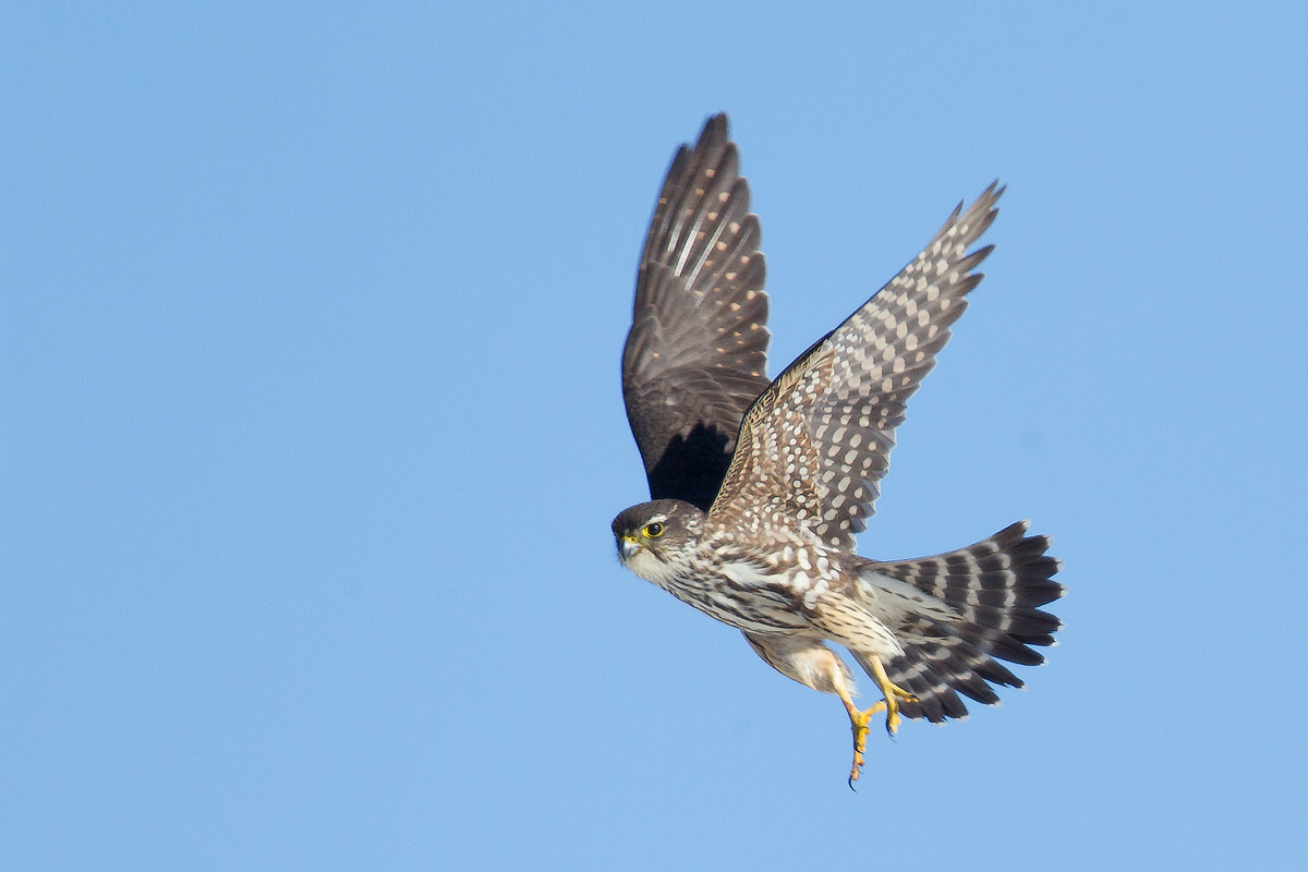 Merlin In Flight