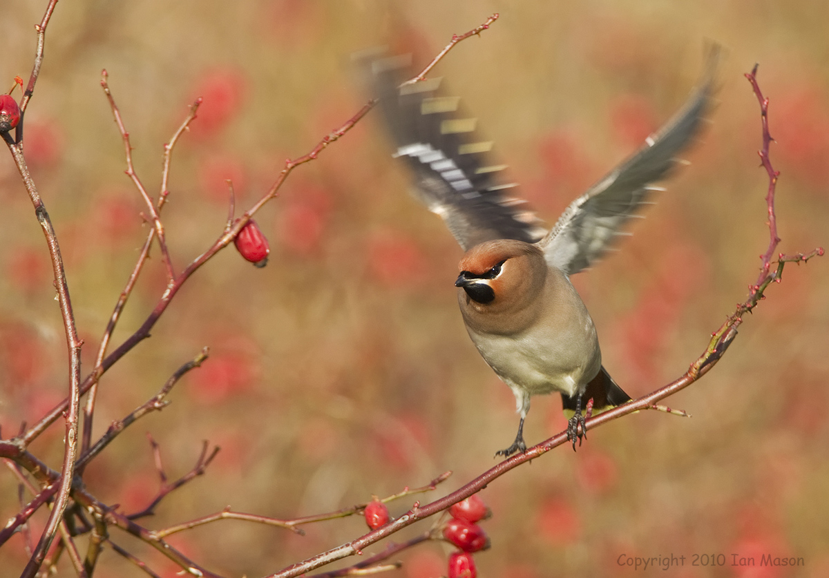 Waxwing