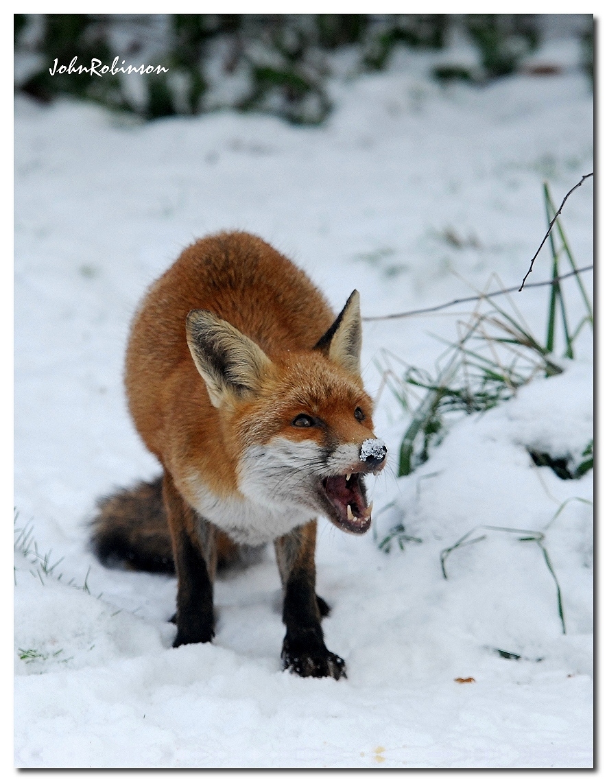 Hungry Fox