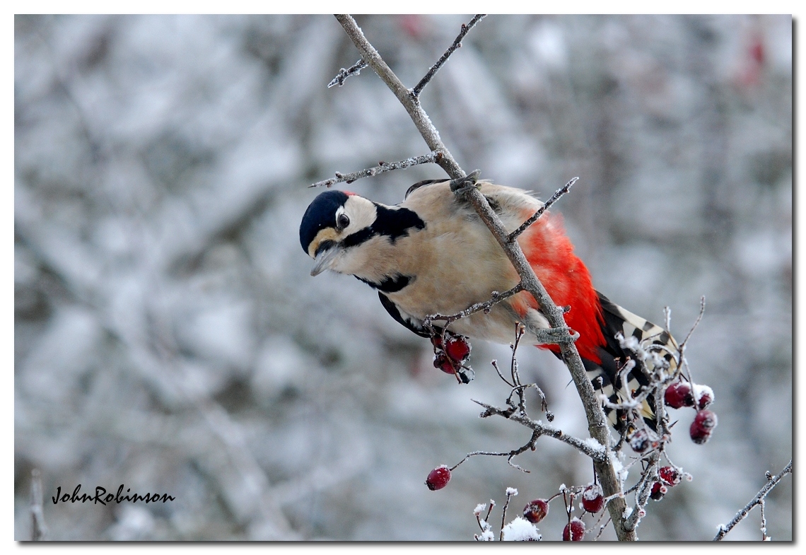 Greater Spotted Woodpeck