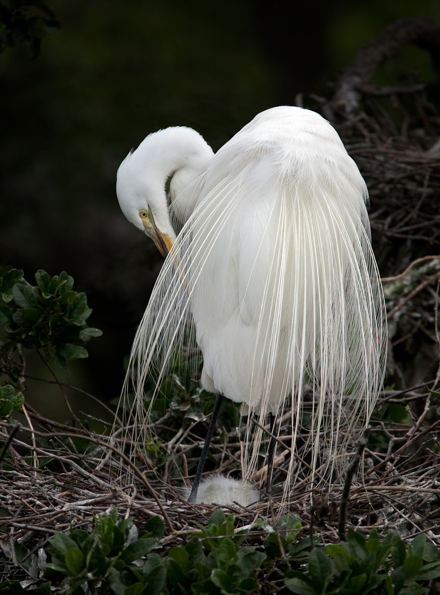 Guarding Egret