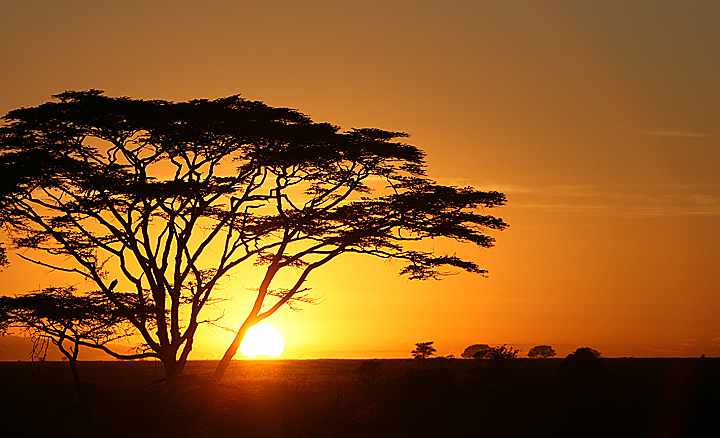 Serengheti Sunrise
