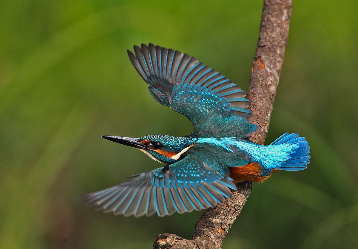 Kingfisher take off