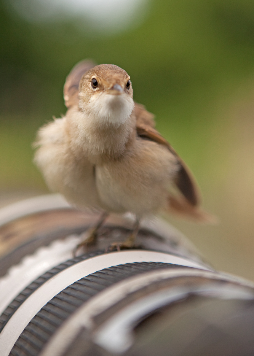 Inquisitive Reed Warbler