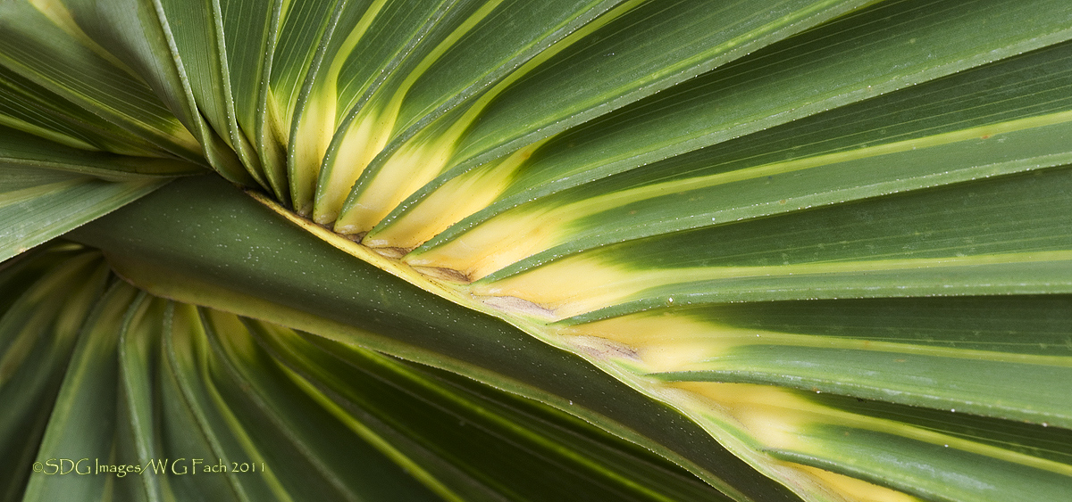 Pure Palmetto