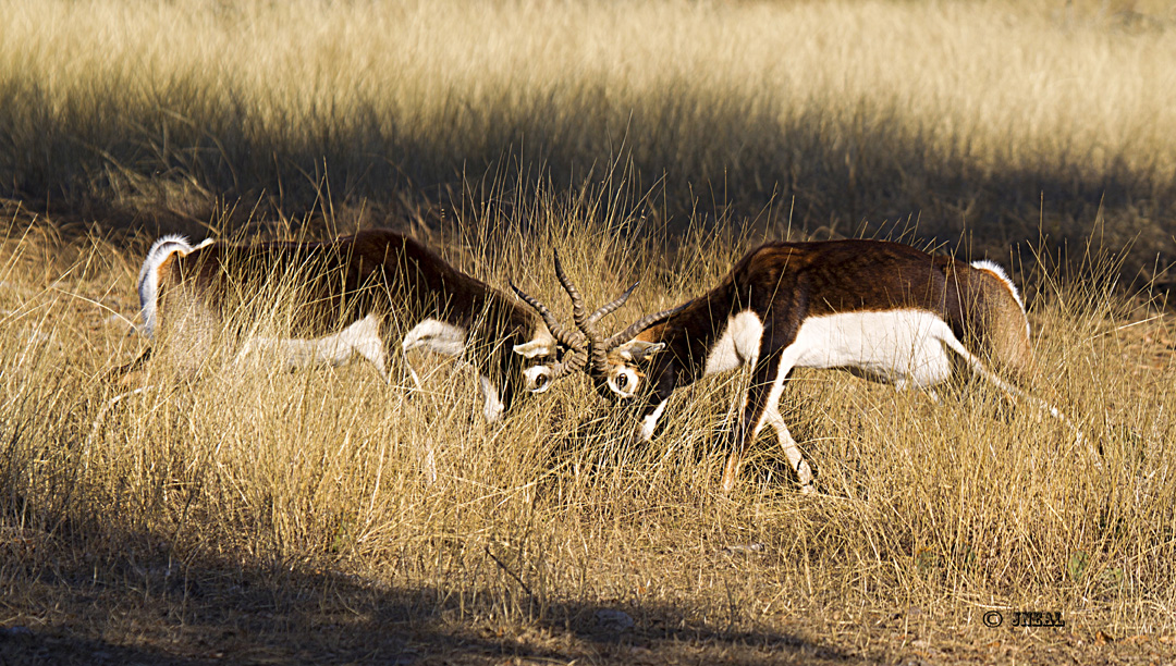Blackbuck Fight