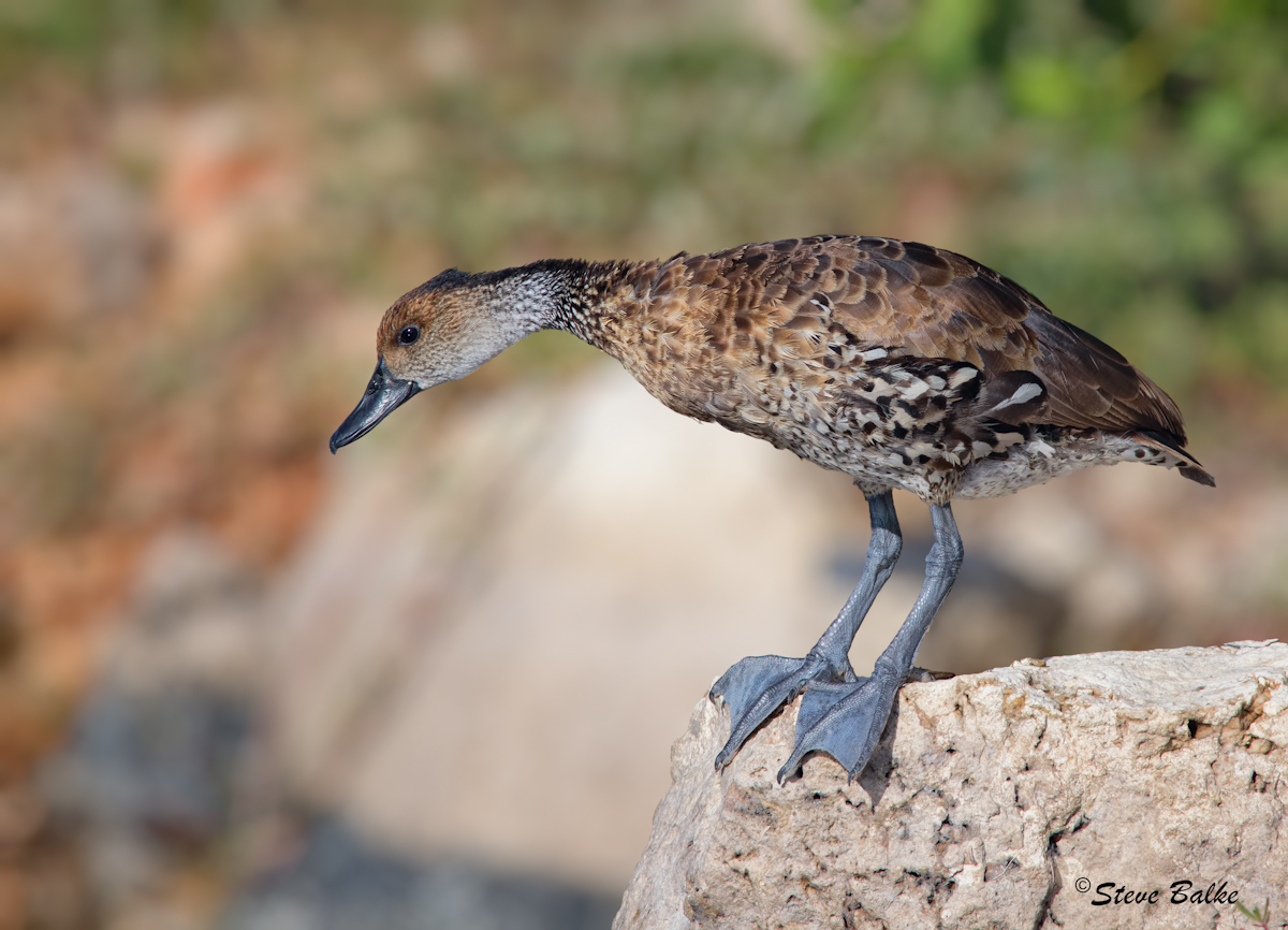 Isolated Duck