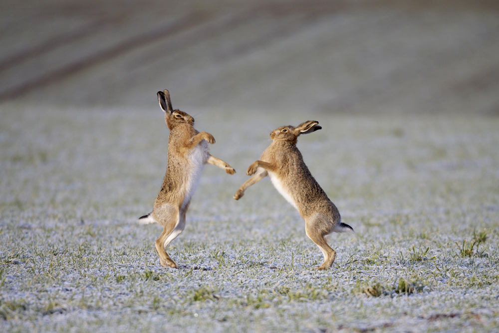 Brown Hares Boxing