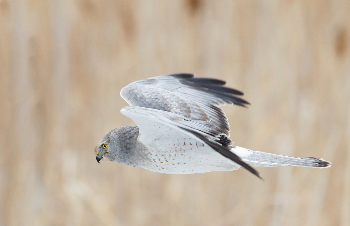 Northern harrier