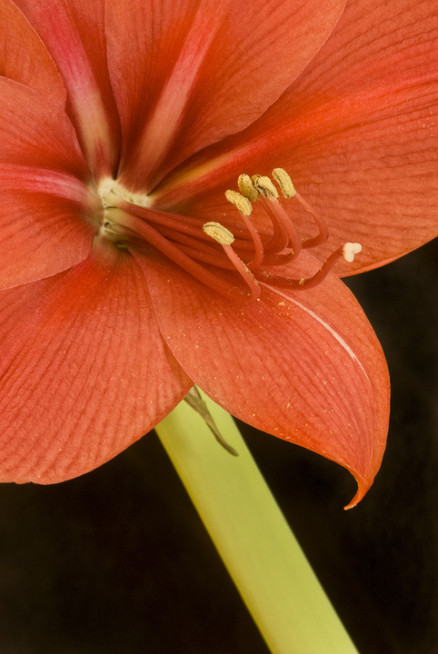 Amaryllis Bloom