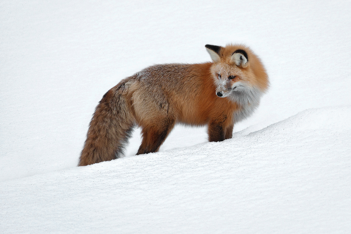 Another Fox