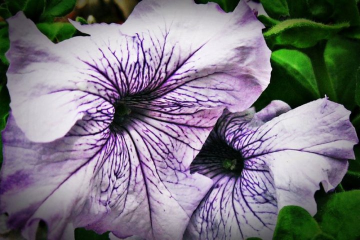 White Blooming Petunias