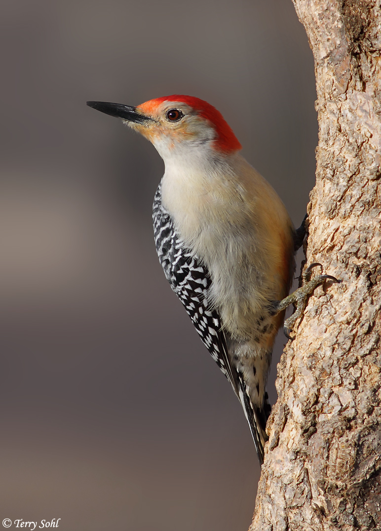 Red-bellied Woodpecker