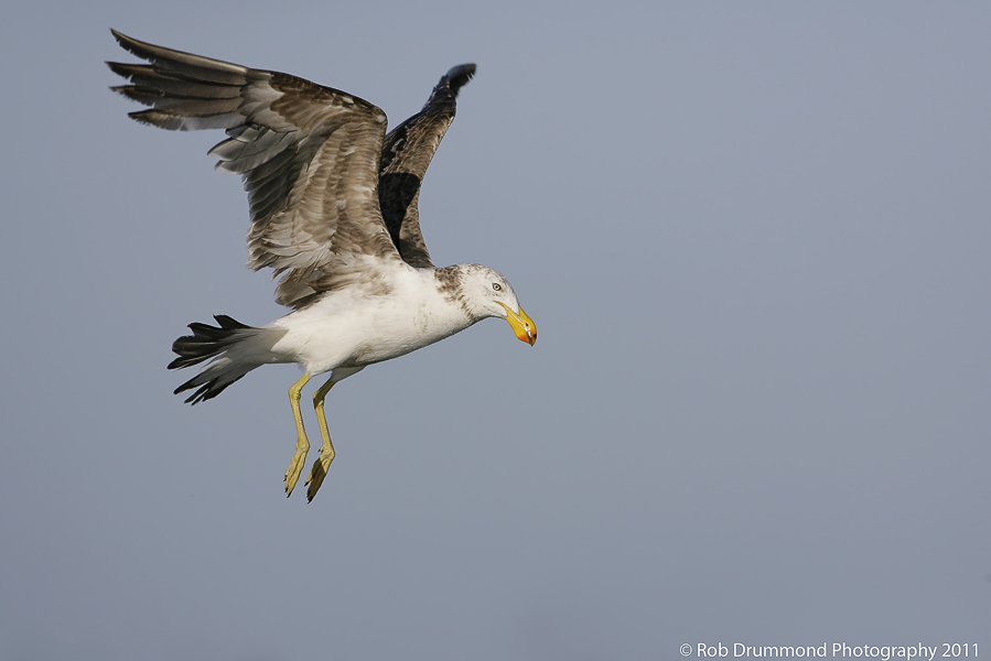 Pacific Gull #2