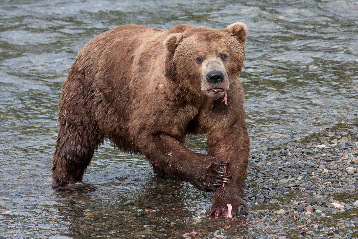 Really Big Bear