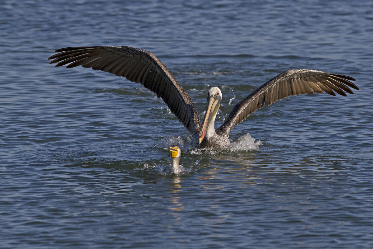 The Chase