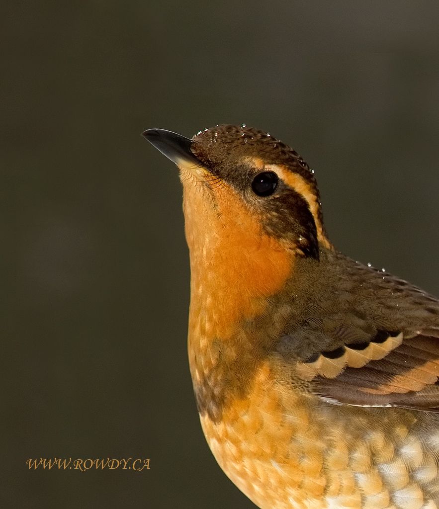 Varied Thrush