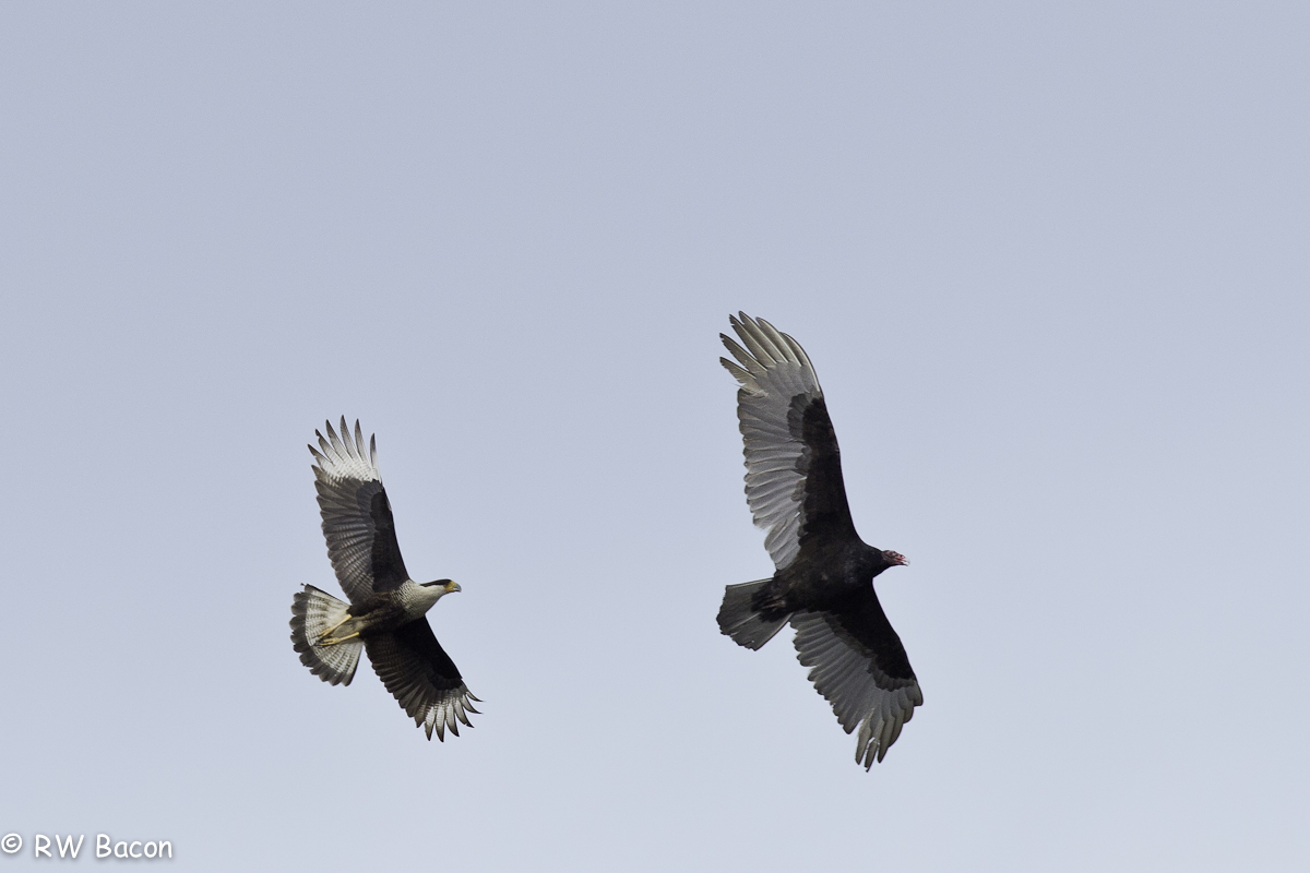 Buzzard Ballet