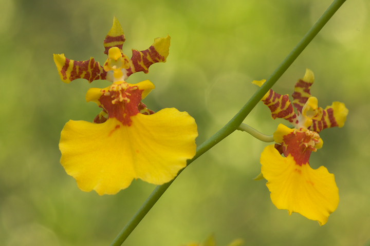 Oncidium Cebolleta