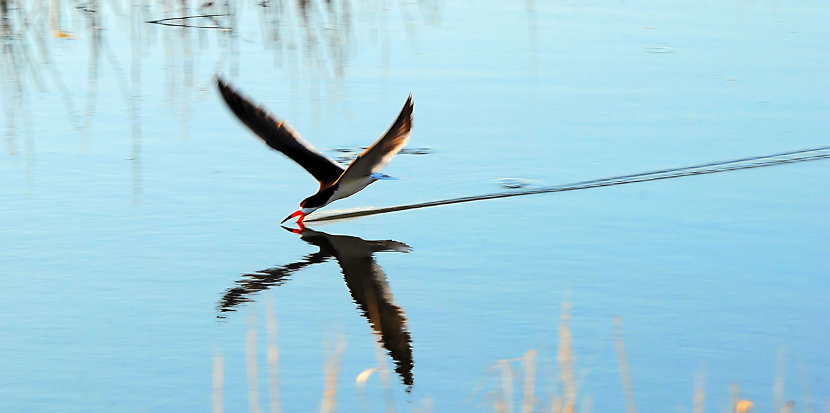skimmer