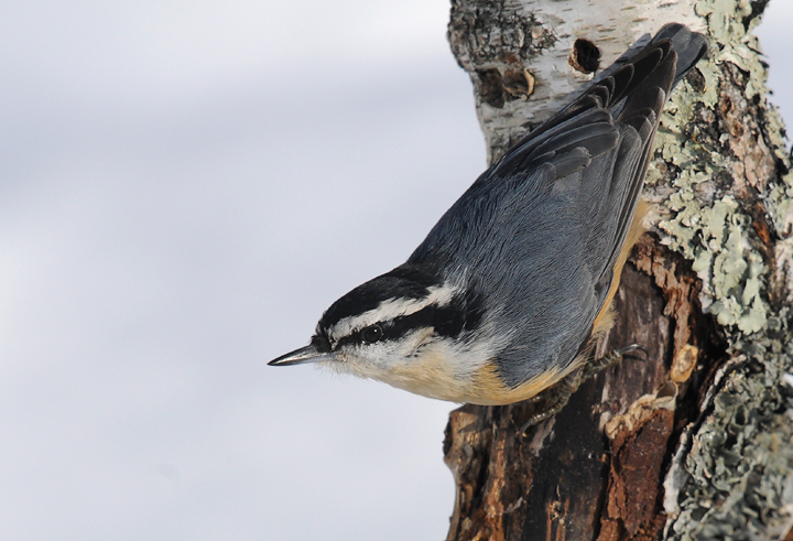 Nuthatch on birch